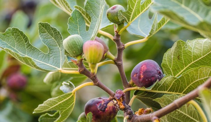 Terreny de lloguer a Avenida Reyes Católicos, 35