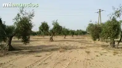 Grundstücke und Bauplätze zum Verkauf in La Coronada