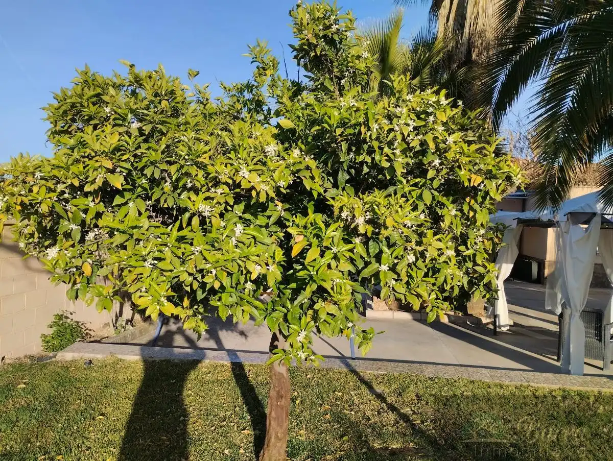 Casa o chalet en venta en Lucena con Aire acondicionado y Piscina