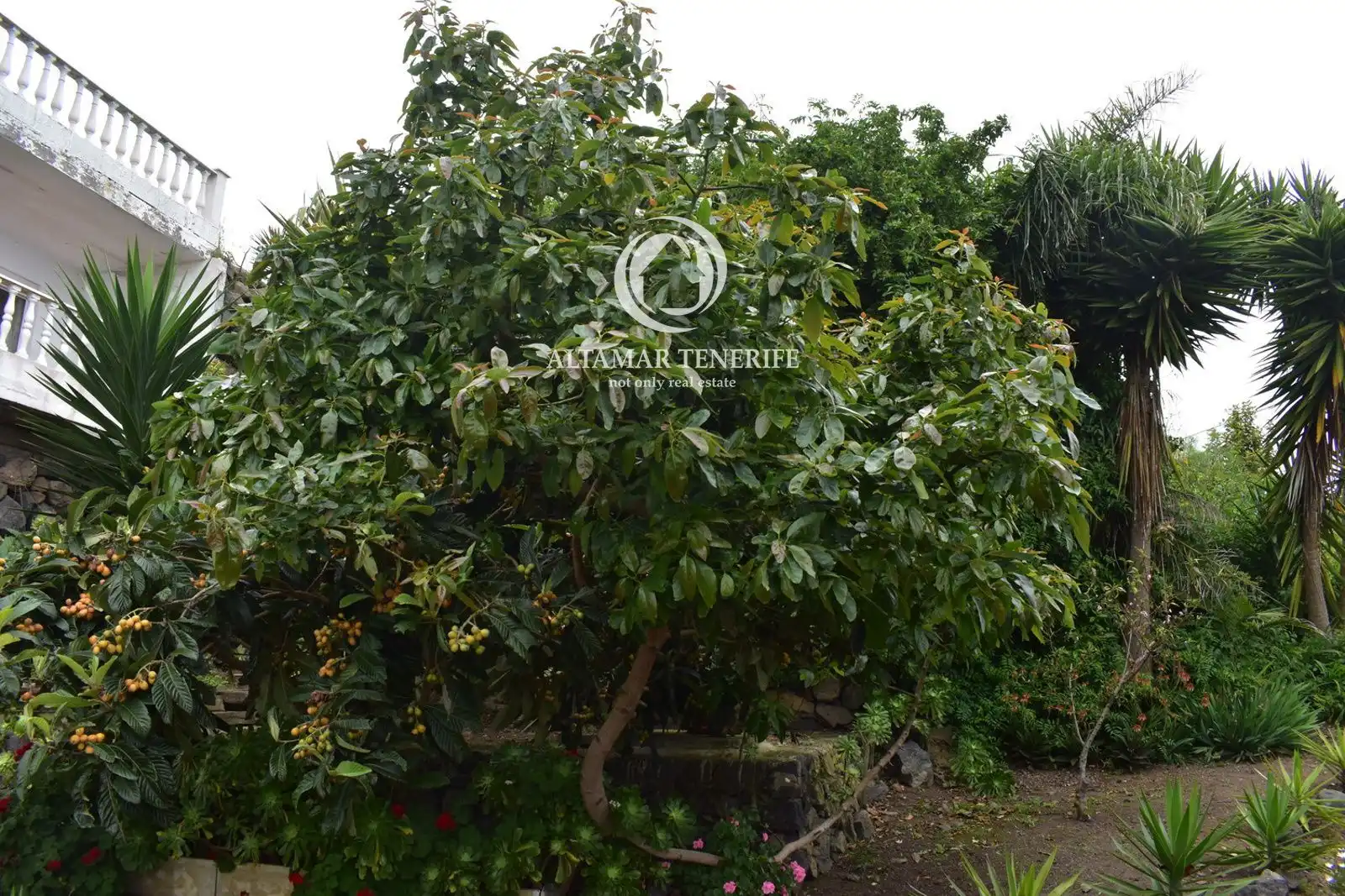 Jardí de Casa o xalet en venda en Icod de los Vinos amb Terrassa, Traster i Moblat