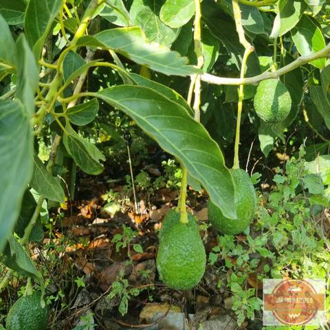 Finca rústica en Venta en Cambil