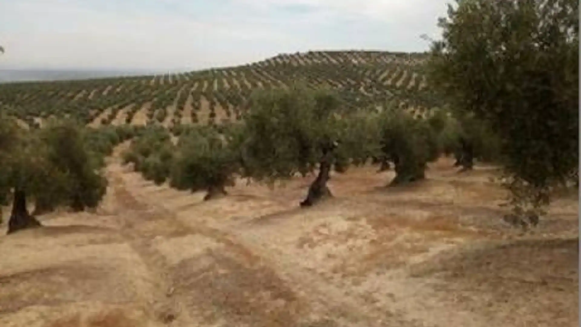 Terreno en venta en Lopera