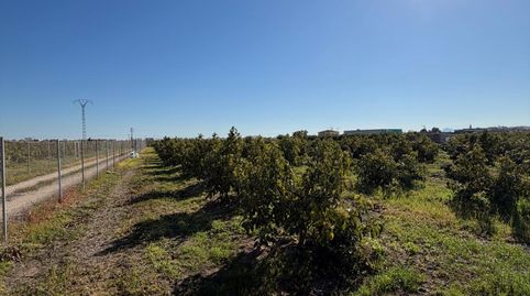 Oportunidad Agrícola: Huerto de Naranjos en Plena Producción – Polígono 1, Oliva, immagine 2