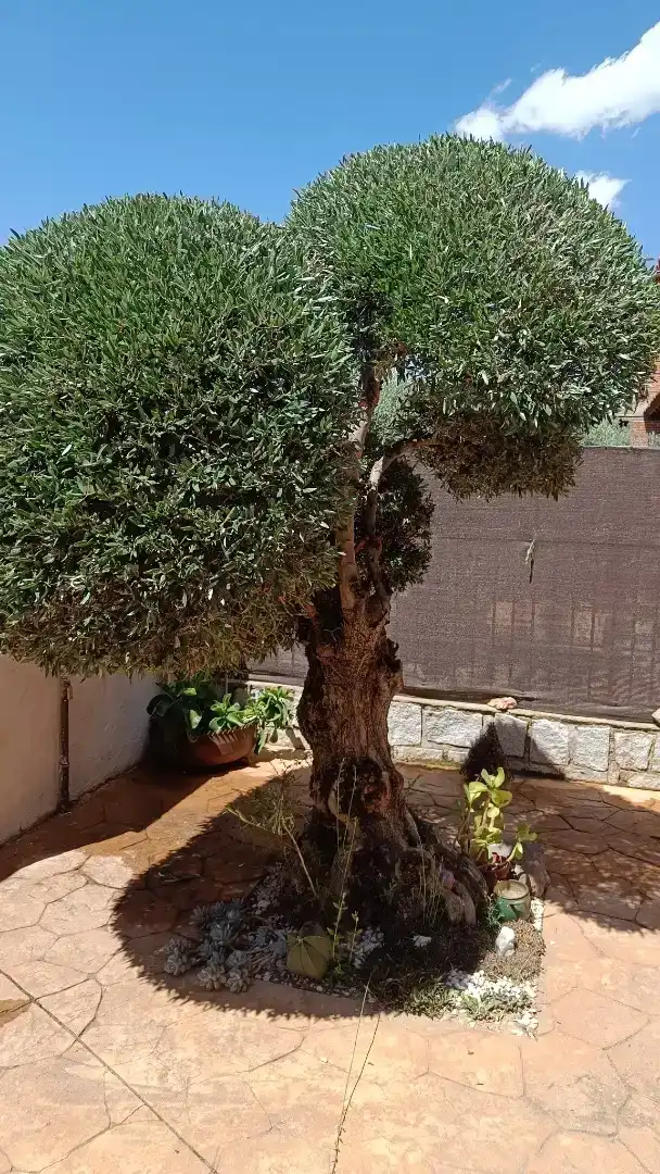Jardí de Casa o xalet per a compartir en Burguillos de Toledo, Toledo