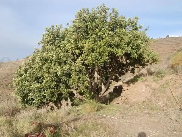 Terreni e lotti in vendita a Sayalonga, imagen 3