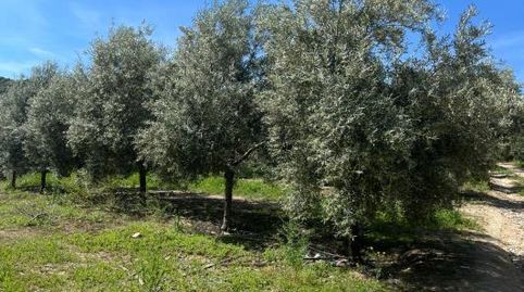 FINCA EN PUENTE GENIL
