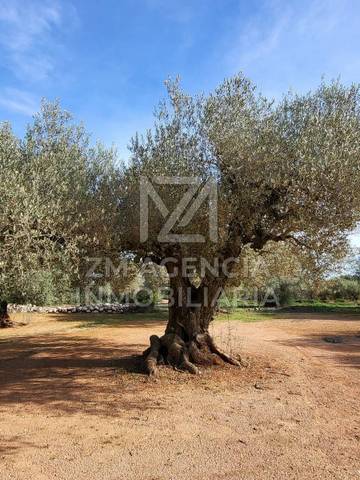 Terreno en Venta en Traiguera