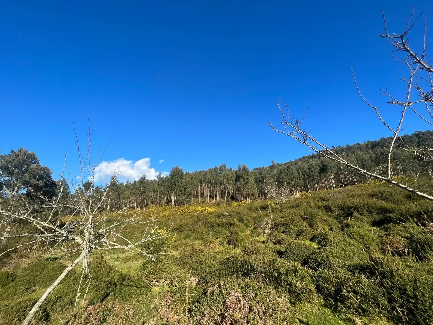 Terreno rustico in vendita a O Rosal, imagen 24
