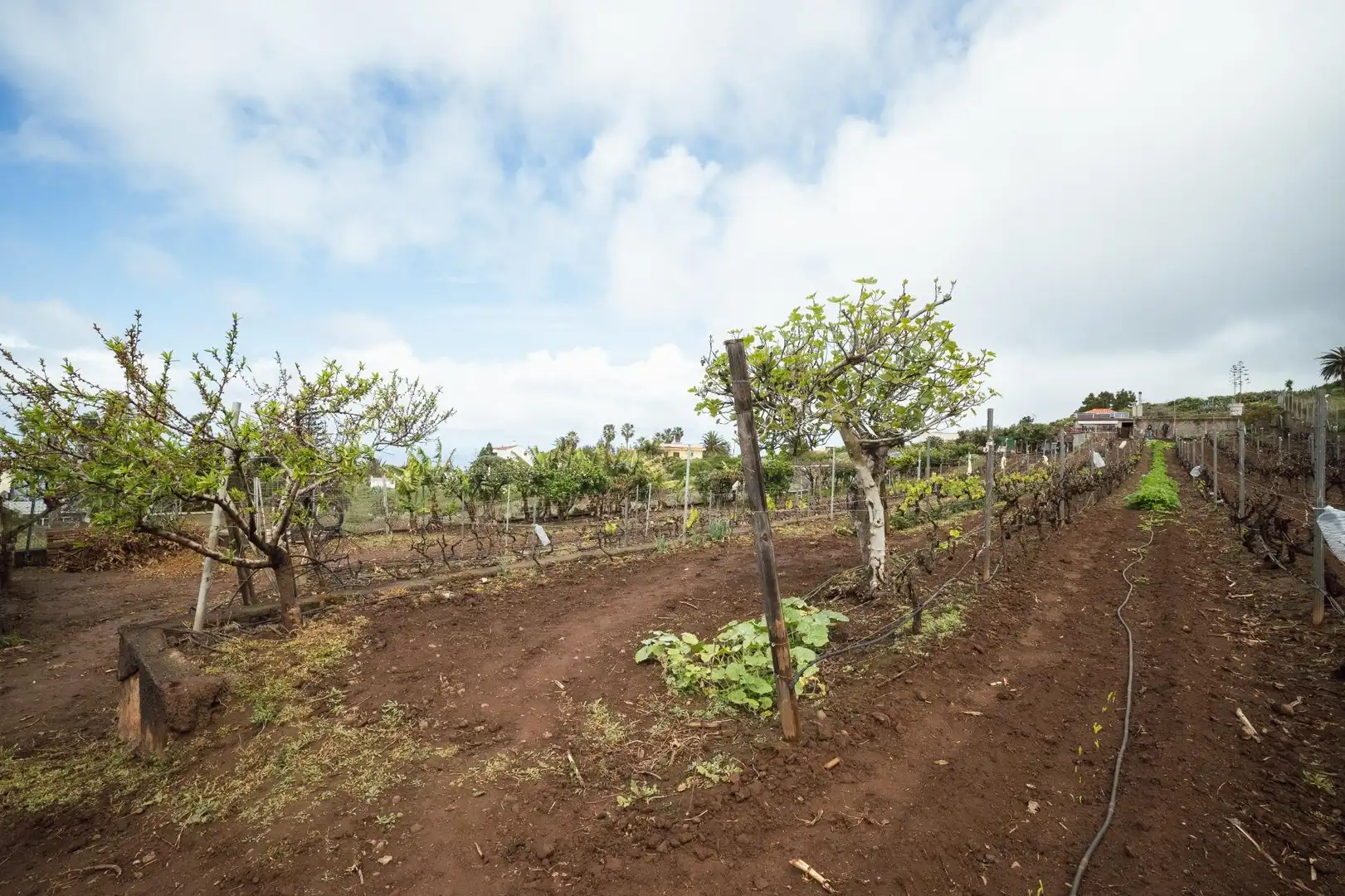 Finca rústica en venta en El Sauzal