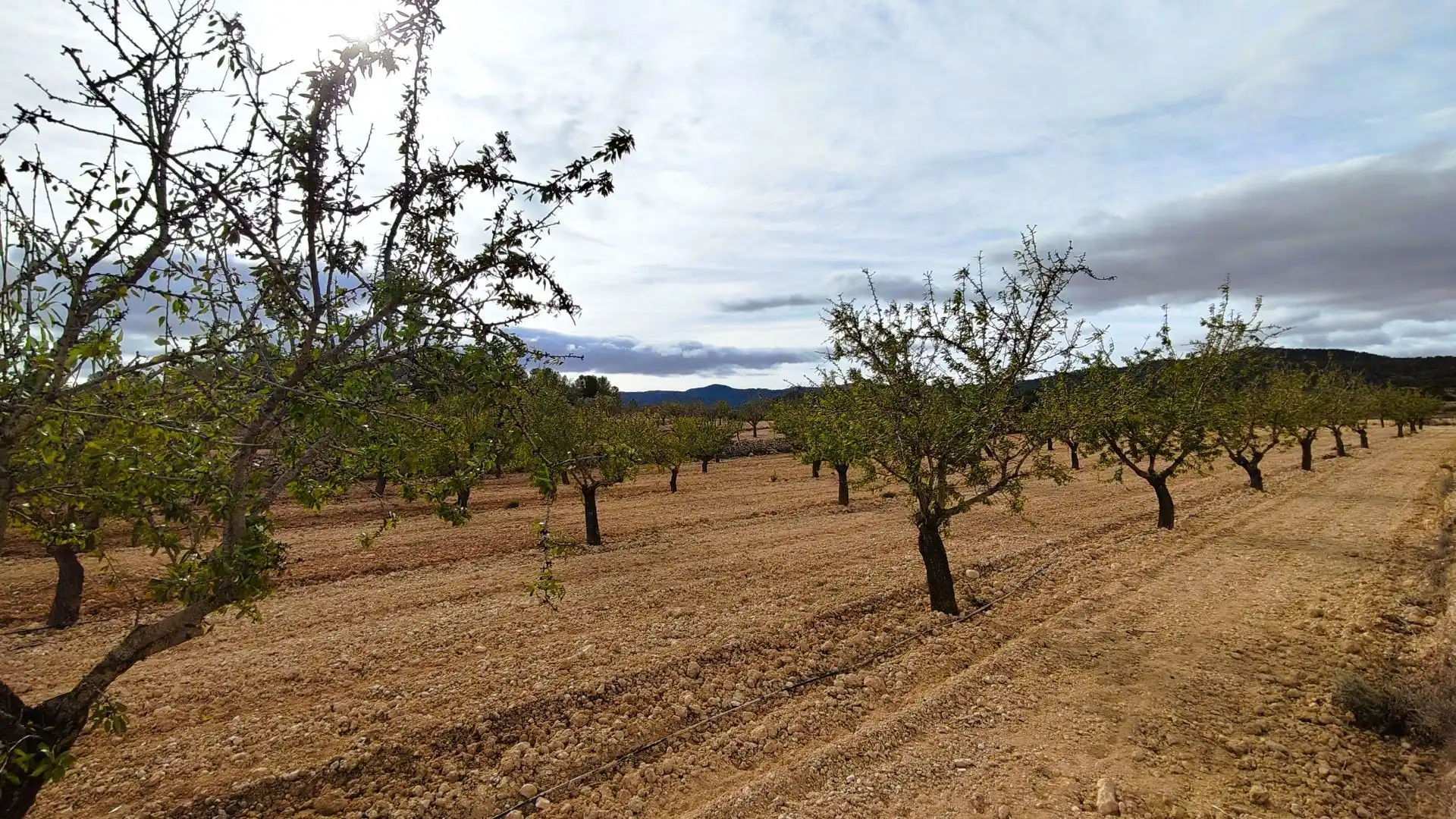 Terreny rústic en venda a Monóvar  / Monòver, imagen 5
