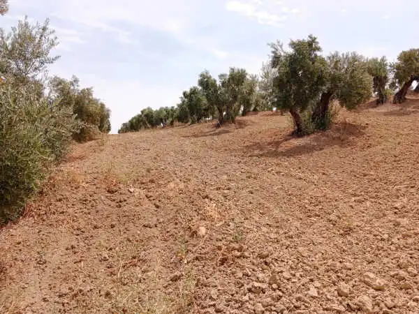 Terreni e lotti in vendita a Porcuna, imagen 2