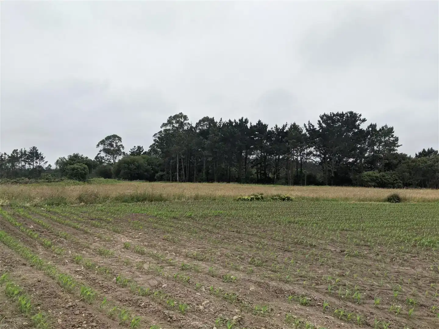 Terreno en venta en El Franco 
