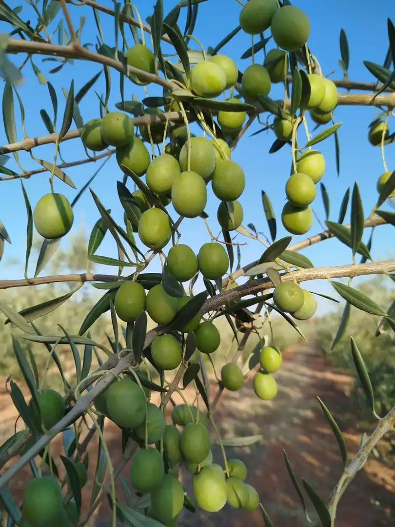 Terreno rustico in vendita a Oeste, imagen 14