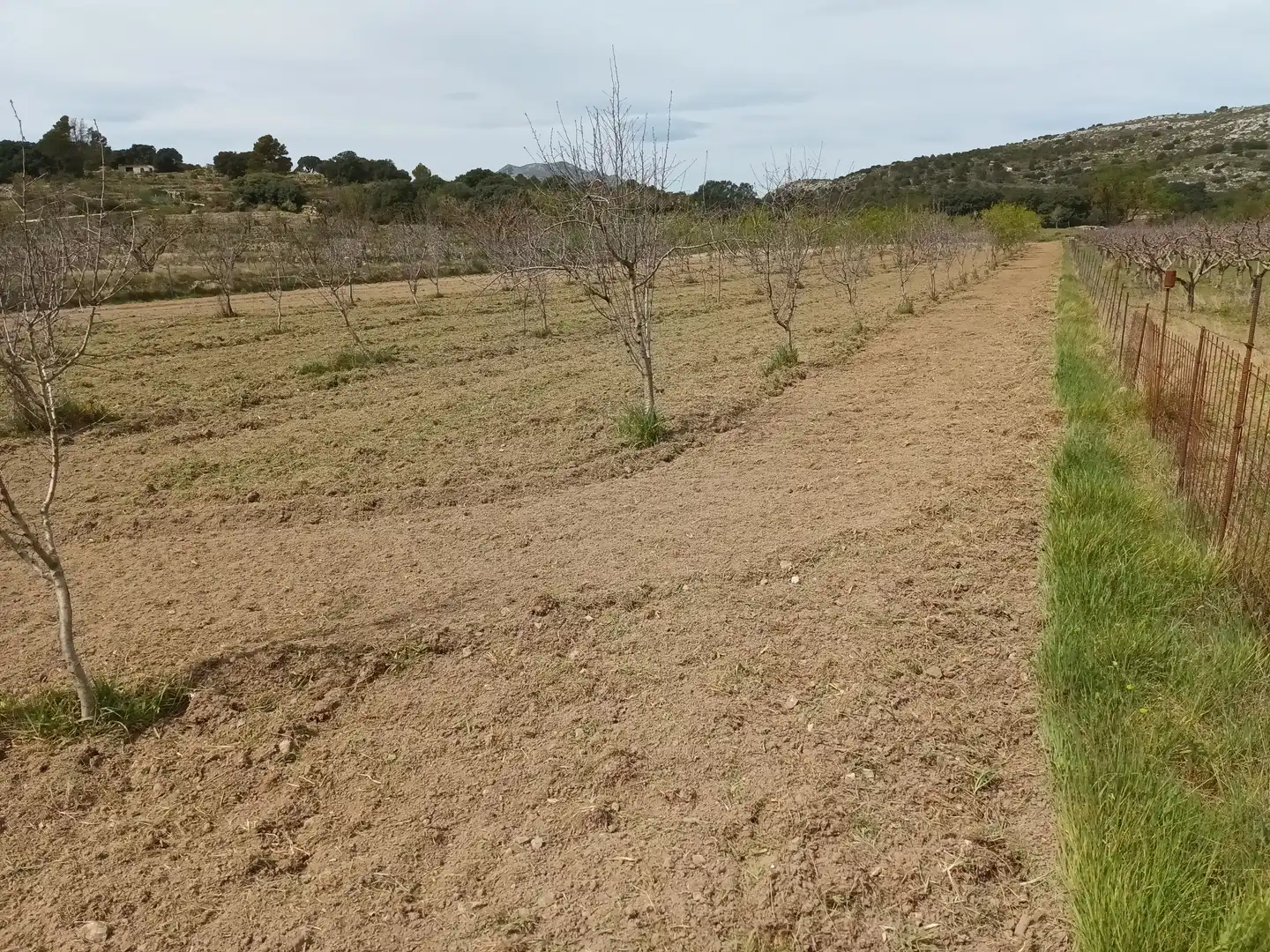 Terreno rústico en venta en Castell de Castells, imagen 4