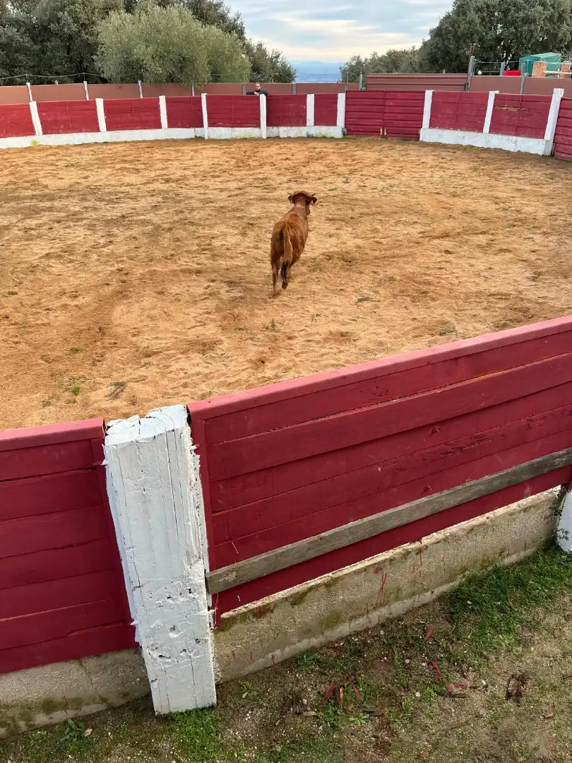 Rustikales Grundstück zum Verkauf in Travesía de Madrid, imagen 9