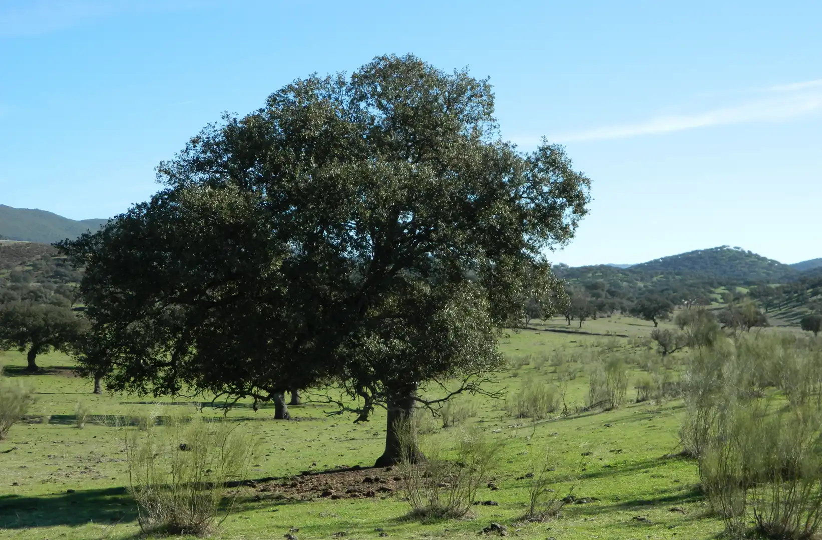 Rural land for sale in La Hispanidad - Verdeluz, imagen 46