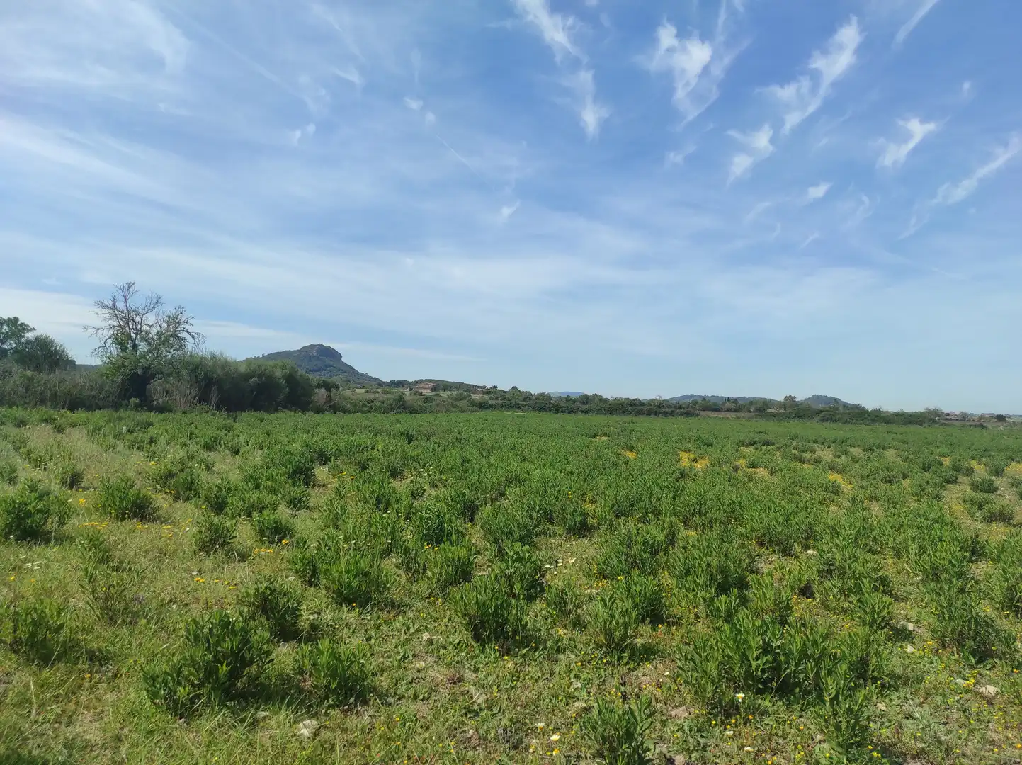 Terreno residencial en venta en Sineu, imagen 13