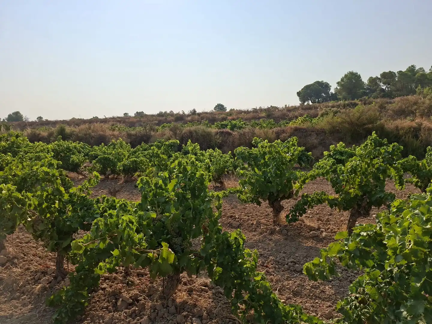 Terreno en venta en Nonaspe