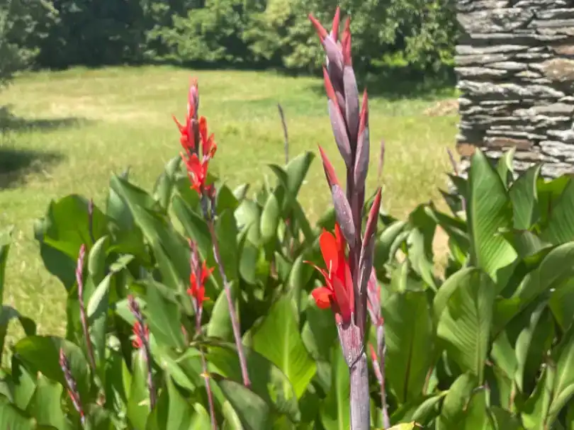 Jardí de Finca rústica en venda en Begonte