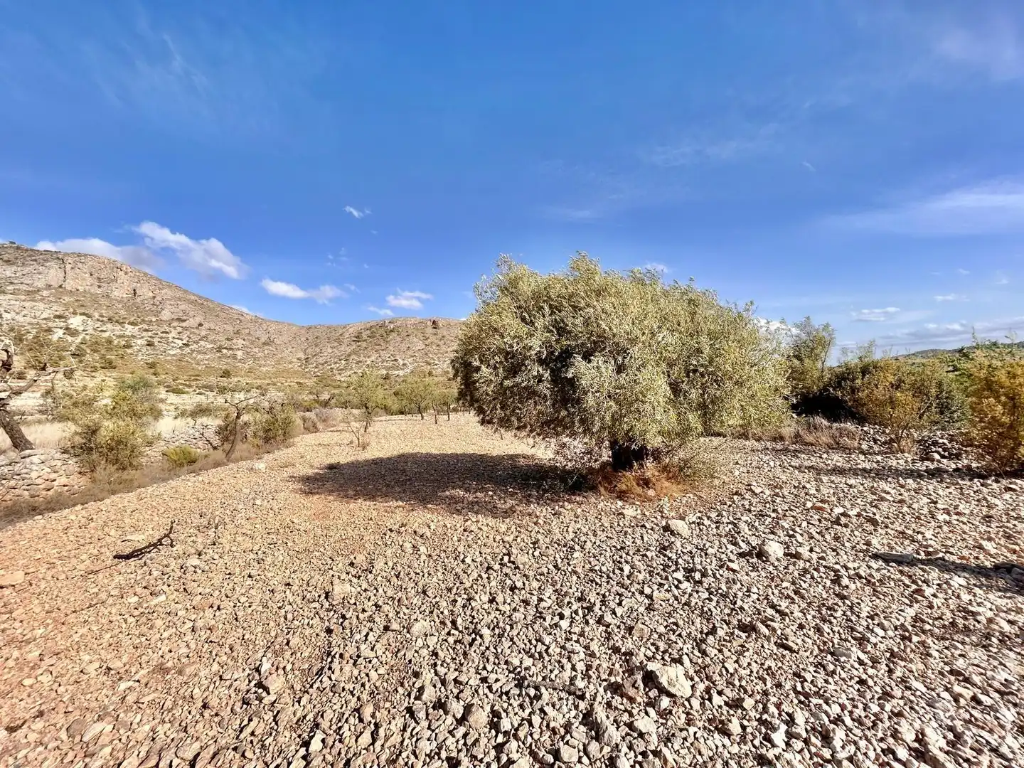 Terreno rustico in vendita a La Murada - Los Vicentes, imagen 4
