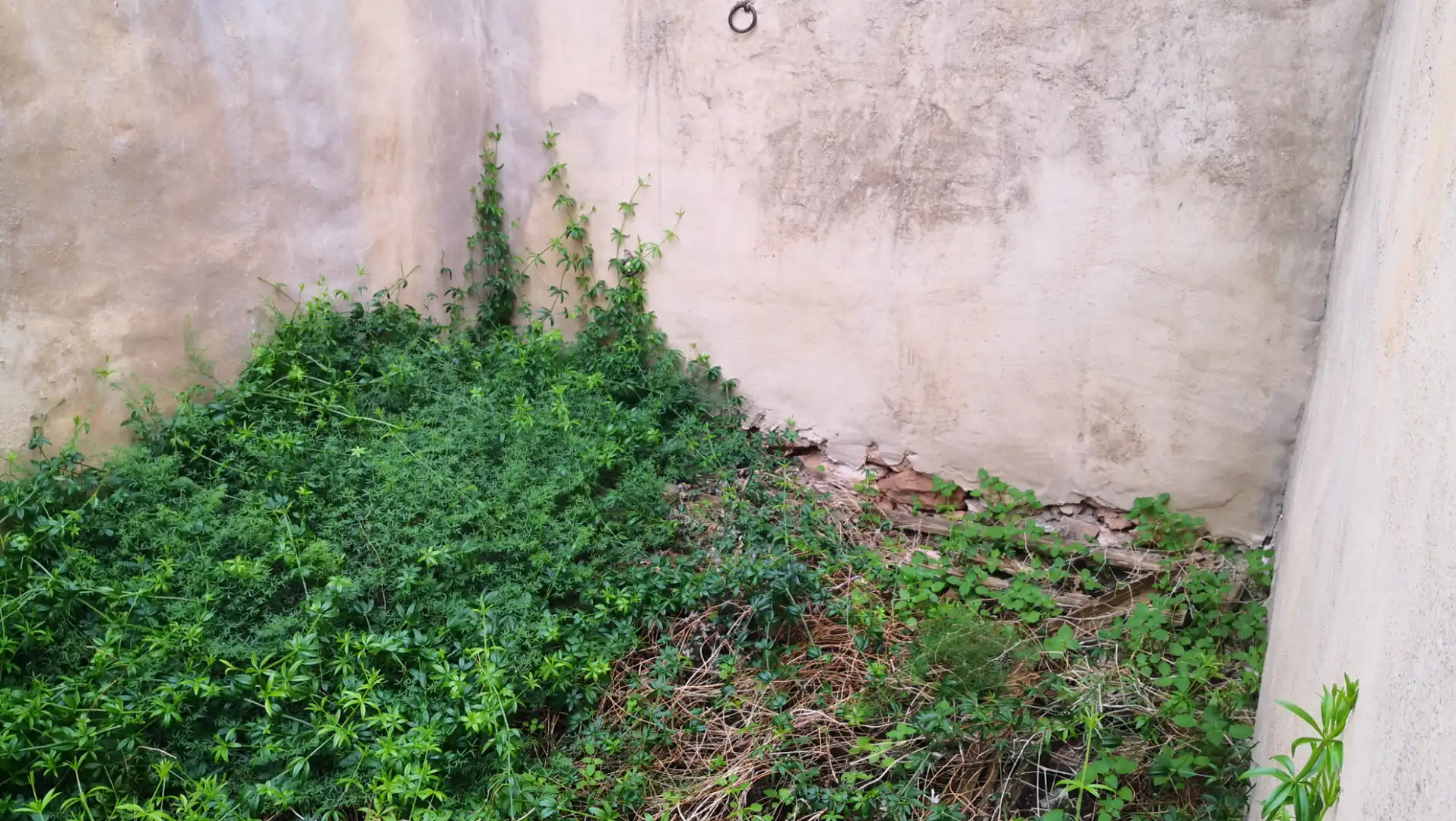 Casa rústica amb jardí en venda a Pasaje los Pinos, imagen 2