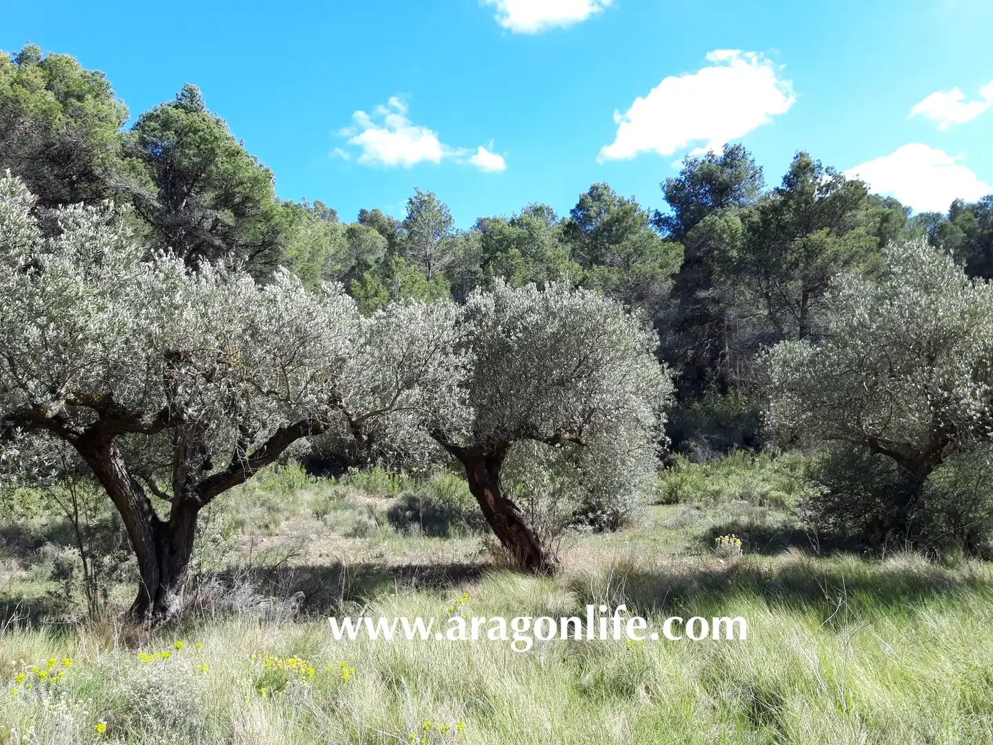 Rural land for sale in Gandesa, imagen 13