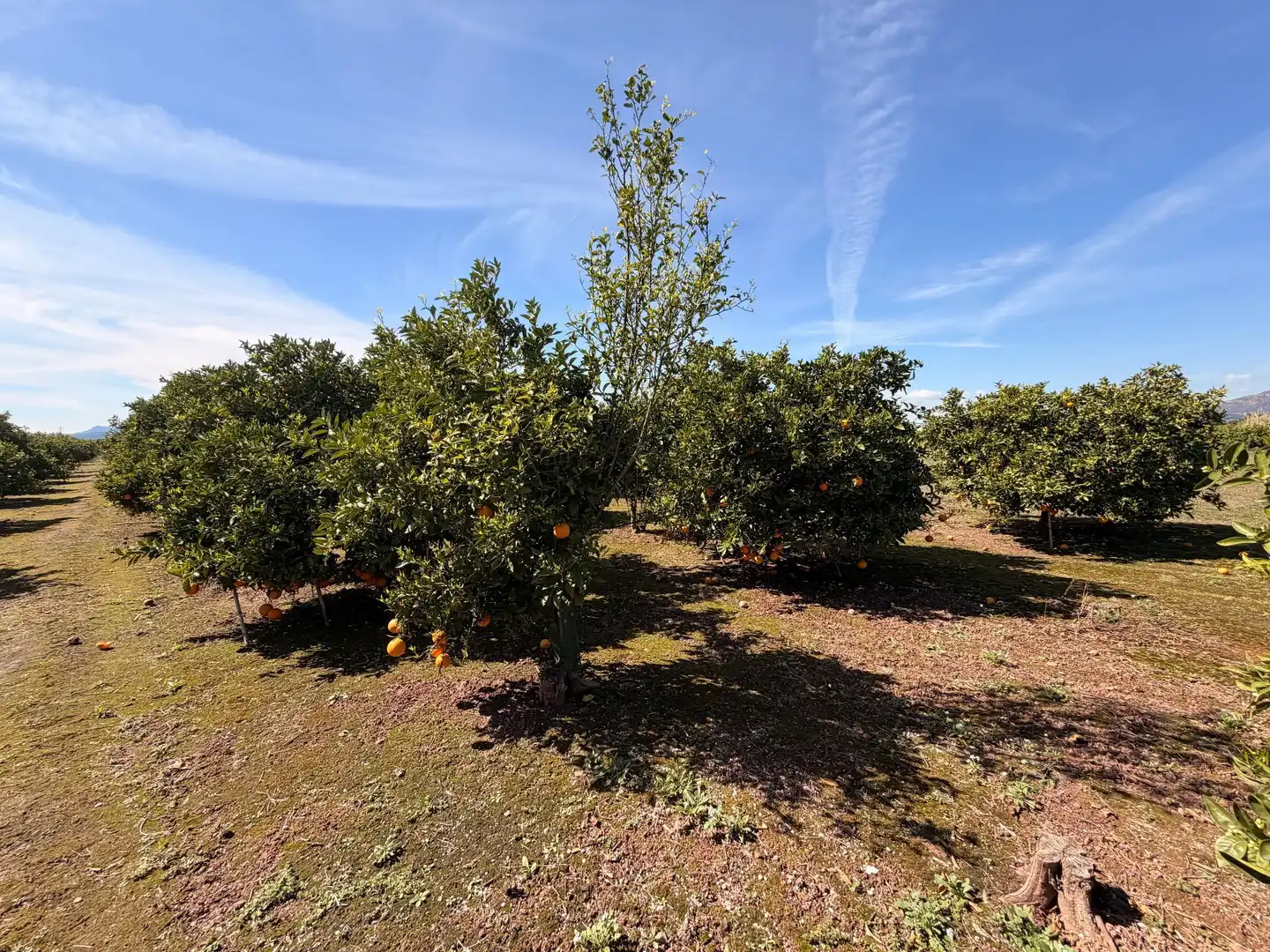 Rural land for sale in Almenara, imagen 27