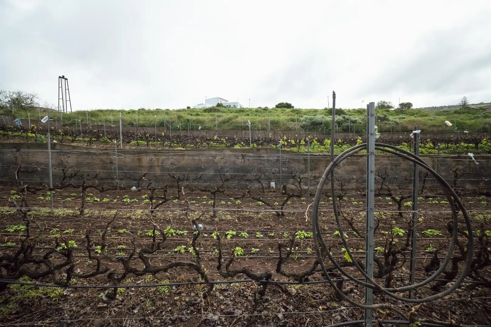 Jardín de Finca rústica en venta en El Sauzal