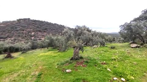 Photo 4 of Residential for sale in 7. Parcela, Villanueva del Rey, Córdoba