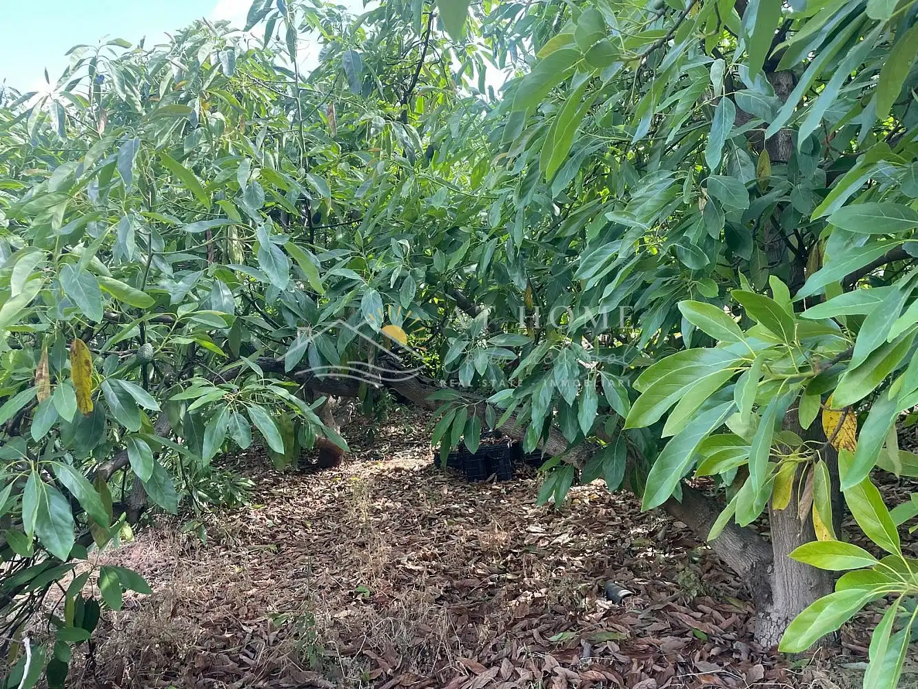 Terreni e lotti in vendita a Torrox Pueblo, imagen 9