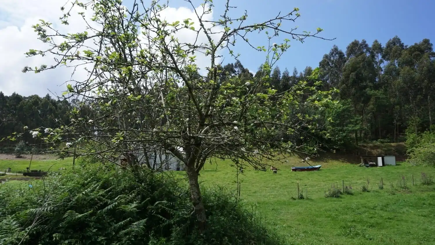Jardí de Finca rústica en venda en Ferrol amb Jardí privat