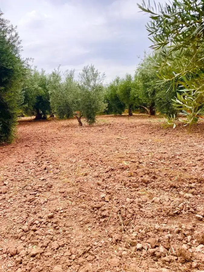 Country homes for sale in Vélez-Rubio