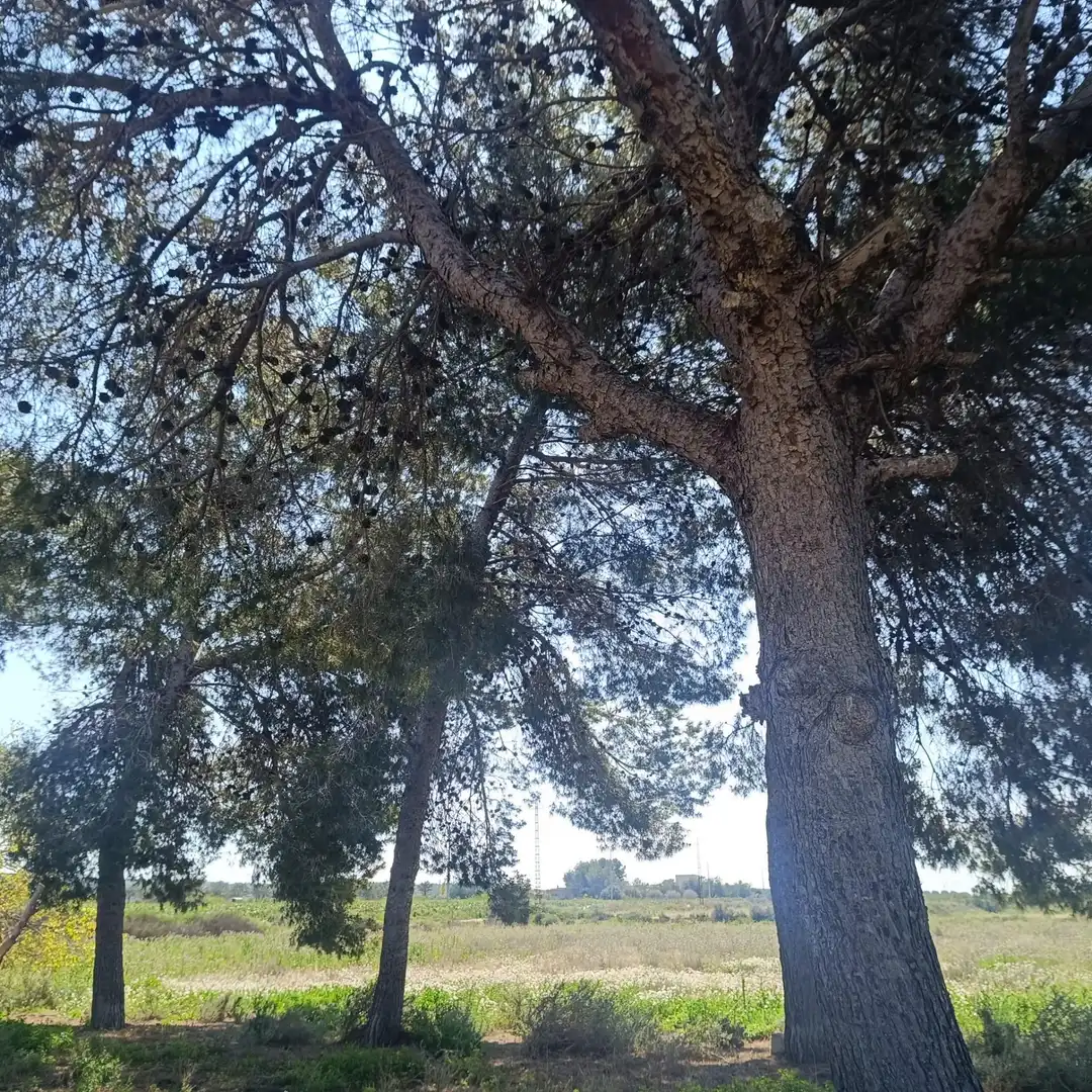 Terrain rustique à vendre à La Marina, imagen 5