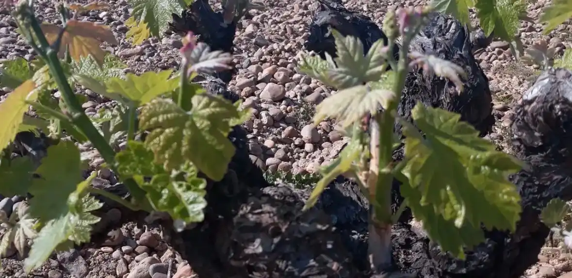 Garten von Grundstücke zum Verkauf in Roa