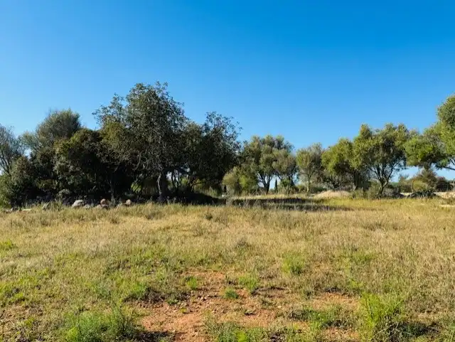 Land for sale in Manacor