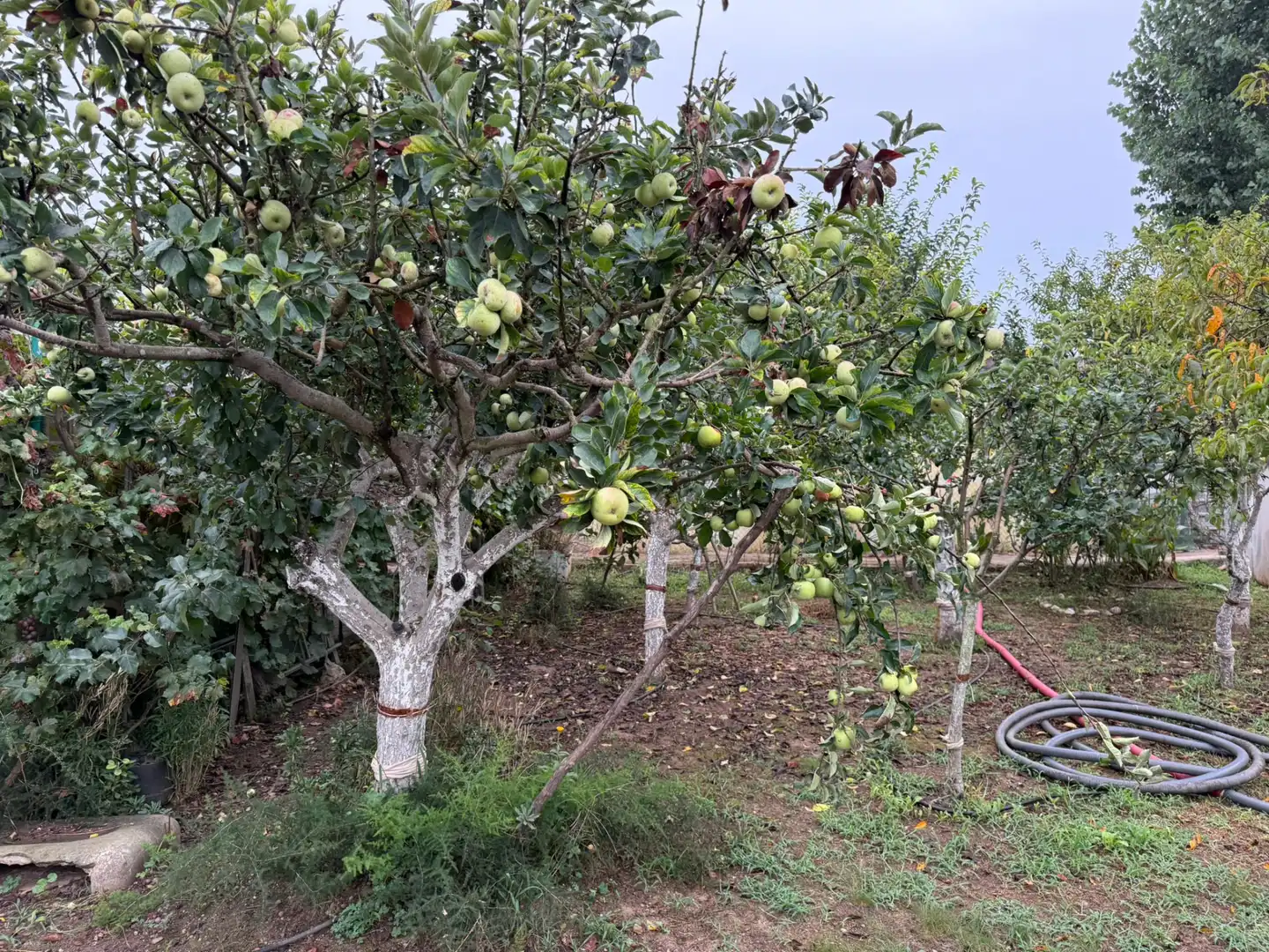 Jardín de Terreno en venta en Sabadell