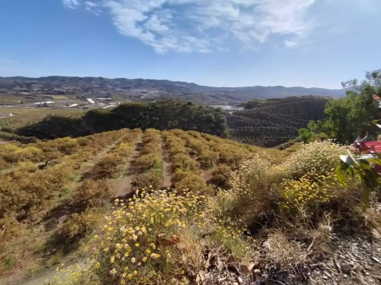 Terreny rústic en venda a Vélez-Málaga ciudad, imagen 4