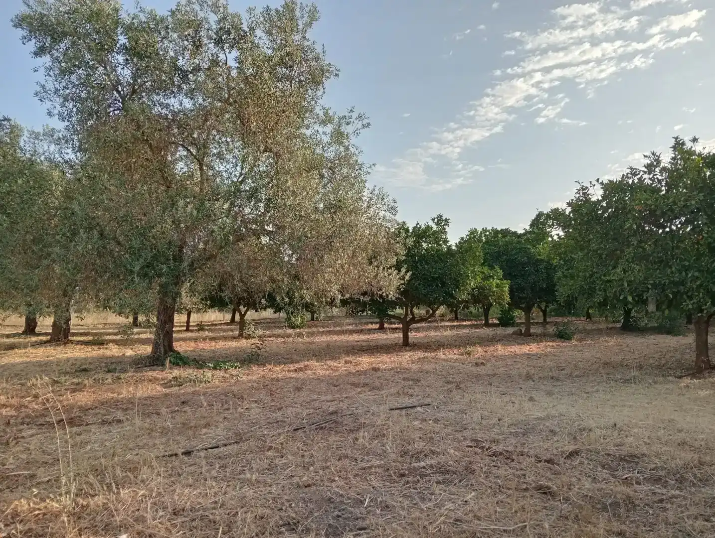 Casa o chalet en venta en Guadalcázar