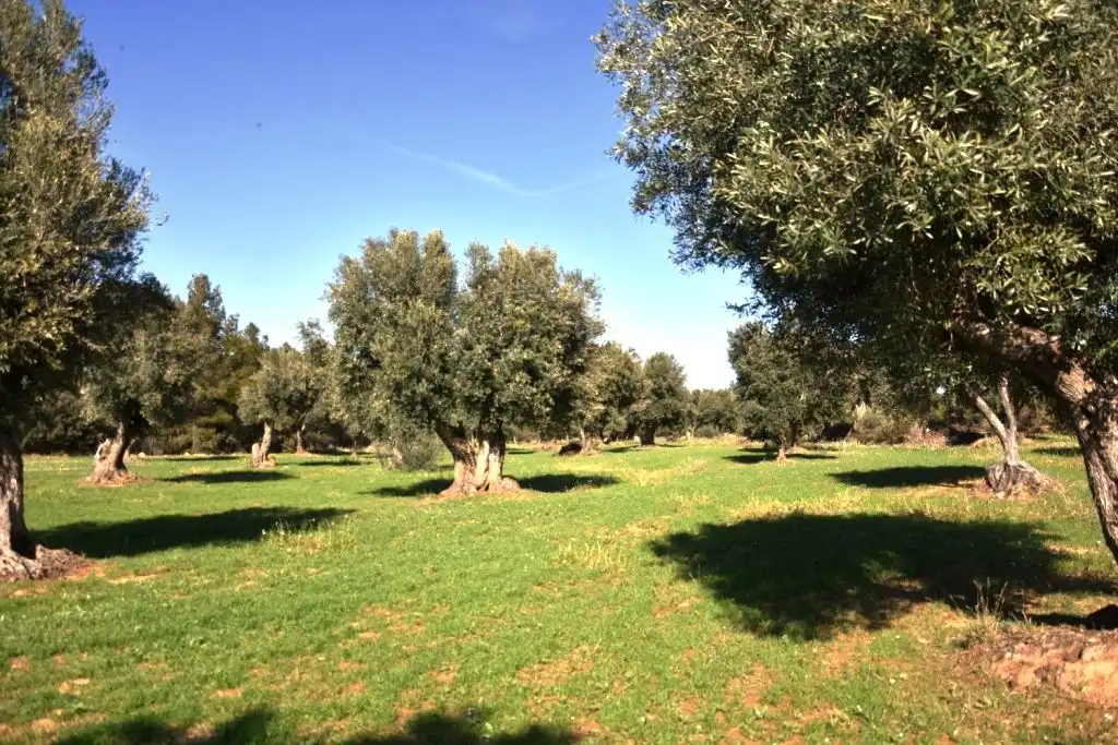 Terreni e lotti in vendita a Valderrobres, imagen 3