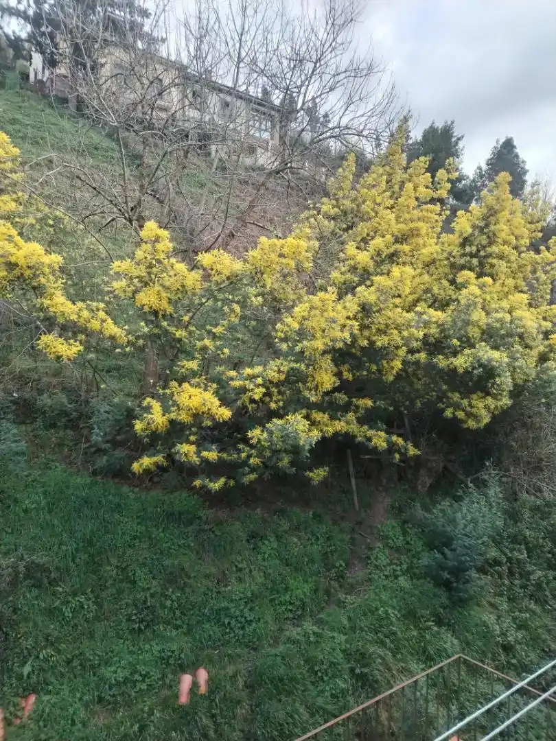 Jardí de Pis en venda en Mieres (Asturias)