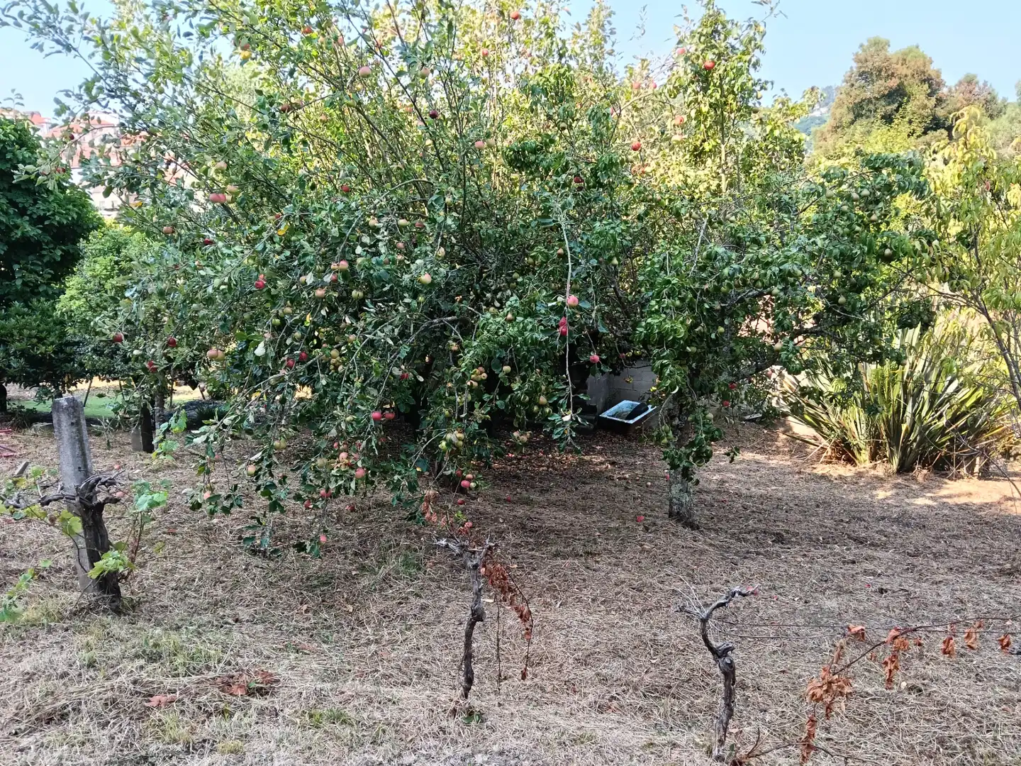 Maison avec jardin à vendre à Rúa Saavedra Meneses 87, imagen 10