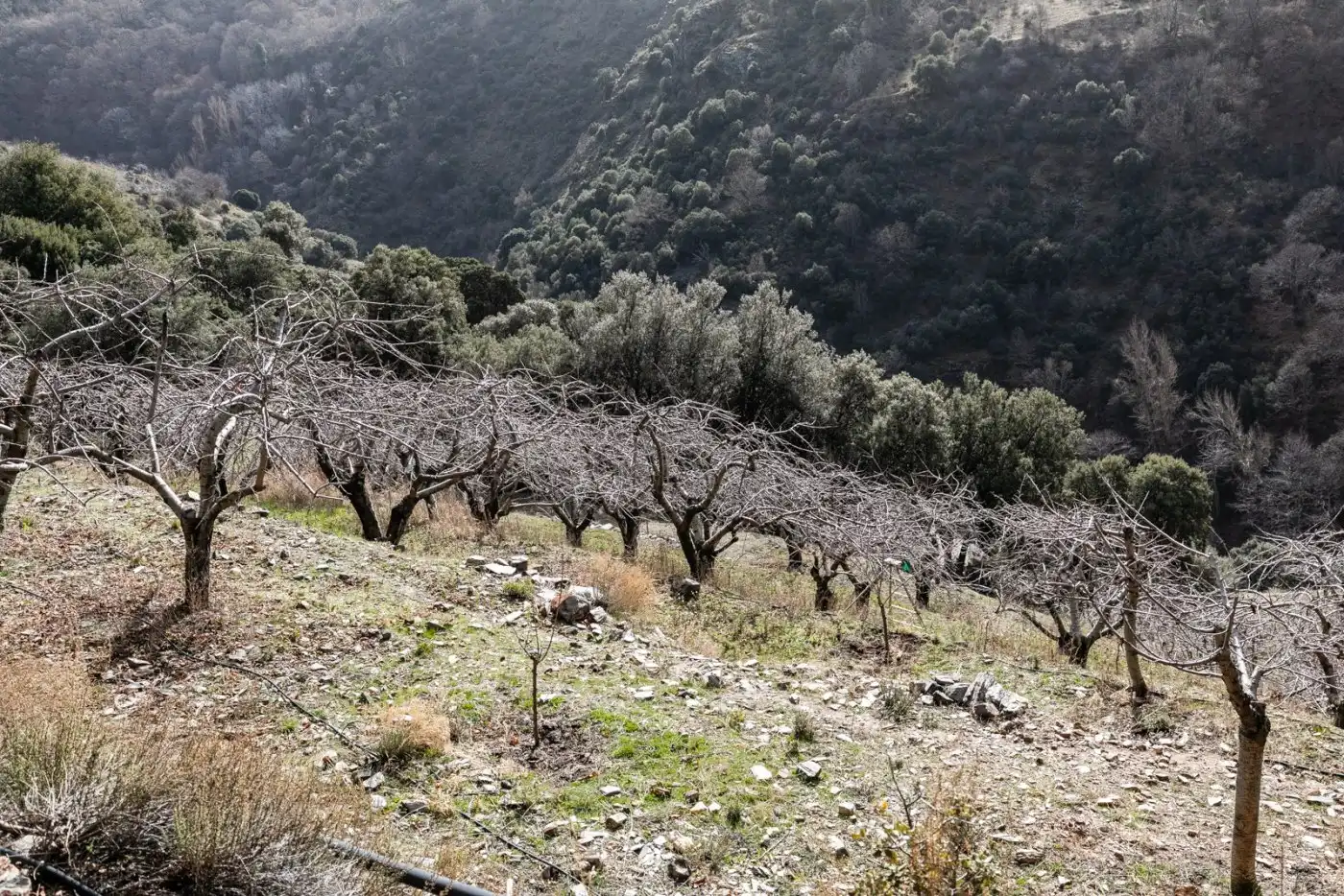 Terreni e lotti in vendita a Majadillas, imagen 19