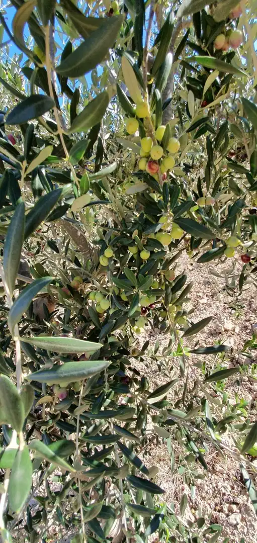 Jardín de Finca rústica en venta en Aigües con Jardín privado