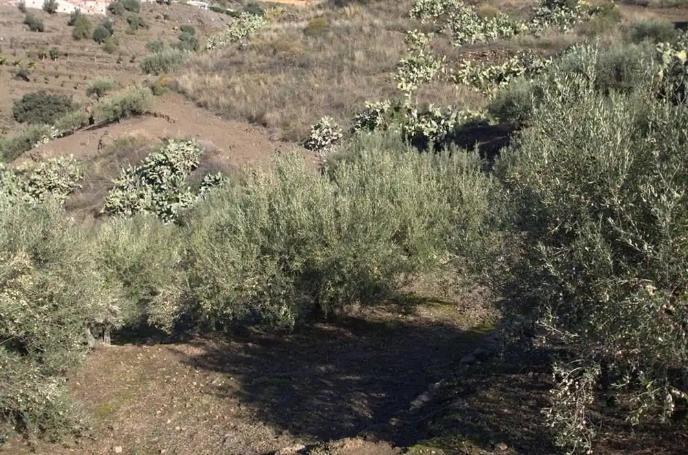 Casa en venda a Torrox Pueblo, imagen 10