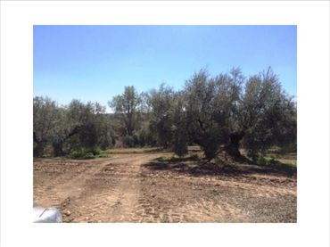 Terreno residenziale in vendita a Navas del Sepillar