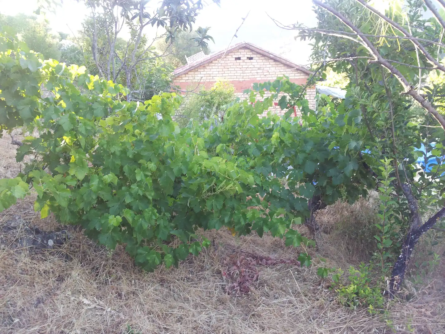 Finca rústica en venta en Ubrique