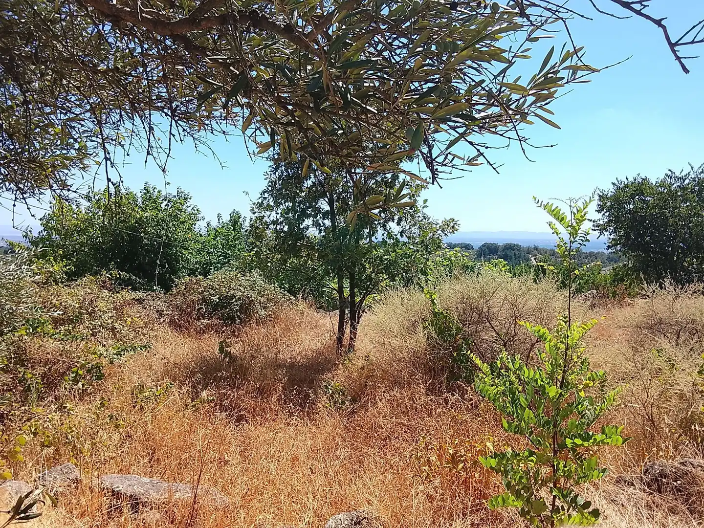 Terreni e lotti in vendita a Talaveruela de la Vera, imagen 13