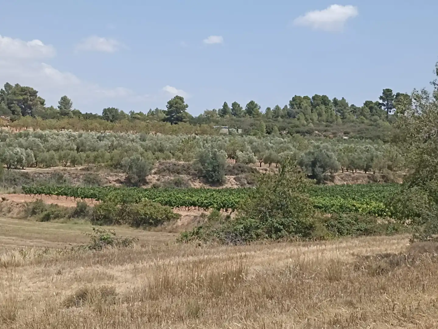 Grundstücke zum Verkauf in Barberà de la Conca