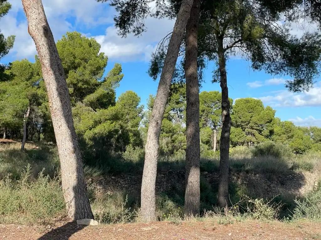 Terreny residencial en venda a Calle del Pino, imagen 6