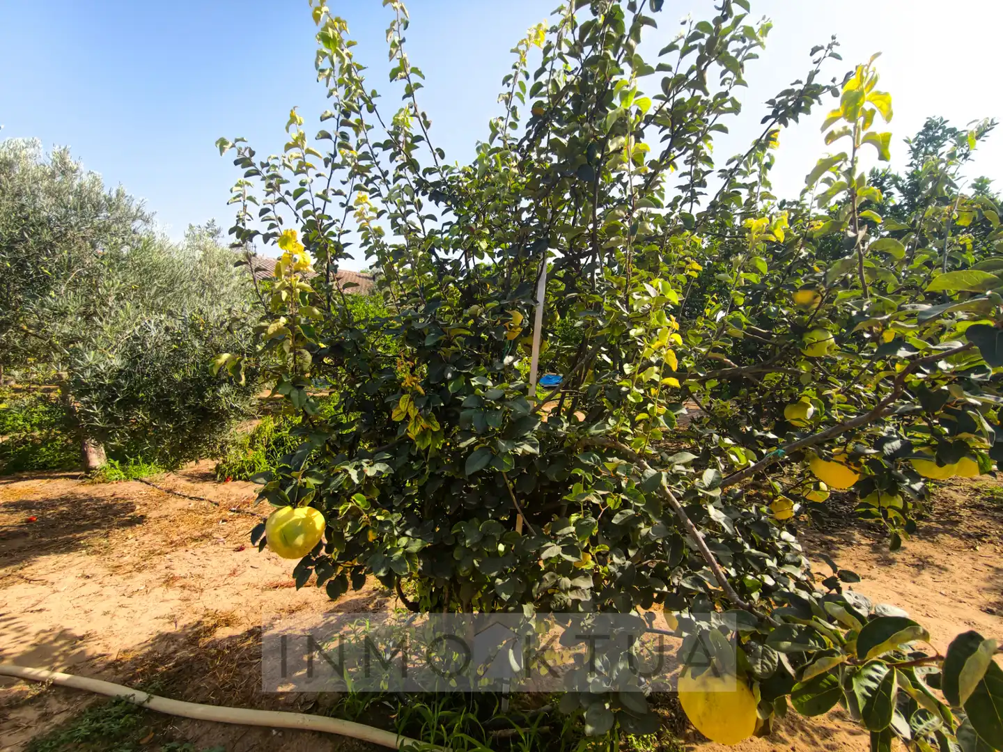 Casa rústica amb jardí en venda a Ctra Sanlúcar - Cuatro Pinos, imagen 20